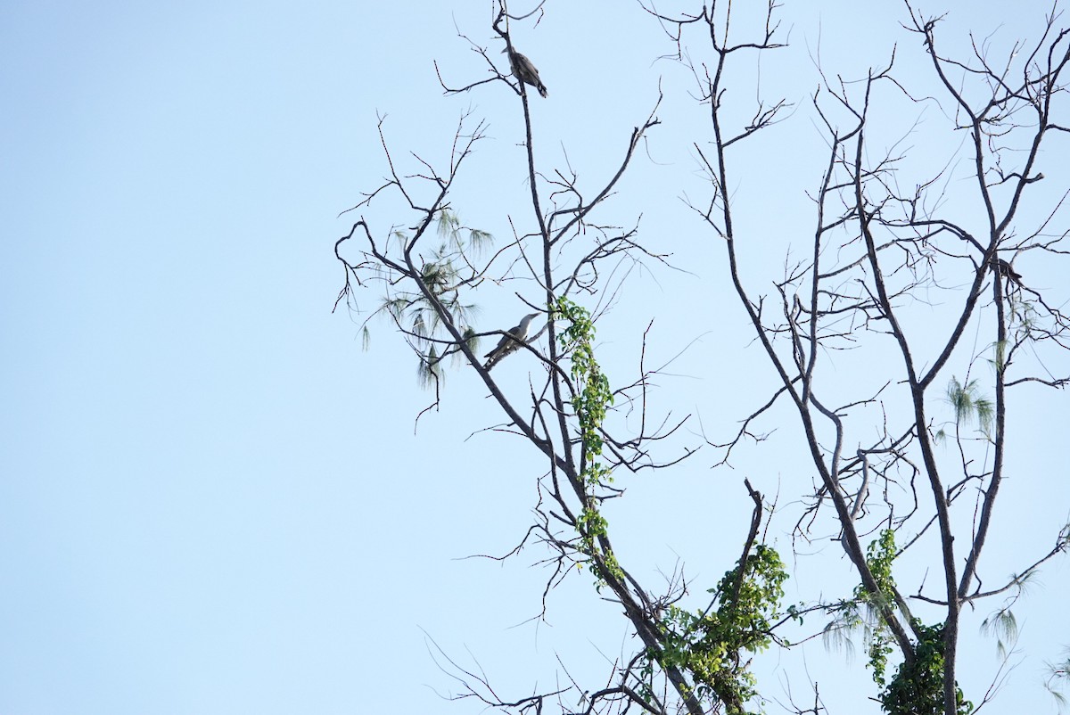 Channel-billed Cuckoo - ML436923581