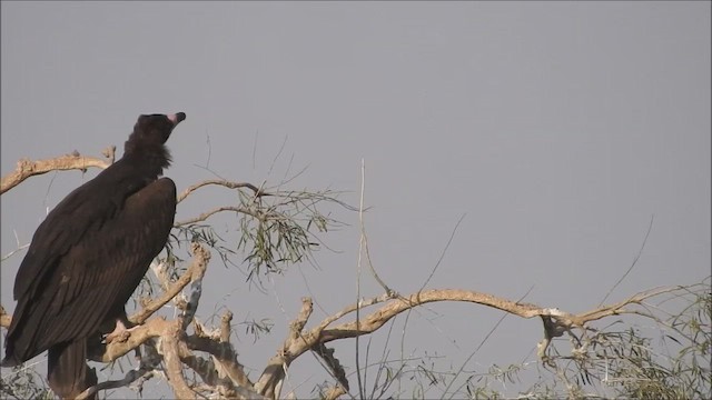 Cinereous Vulture - ML436923891