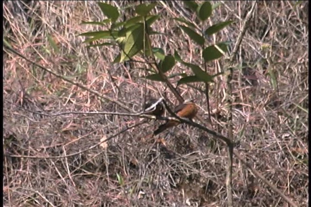 Cliff Flycatcher (Cliff) - ML436925