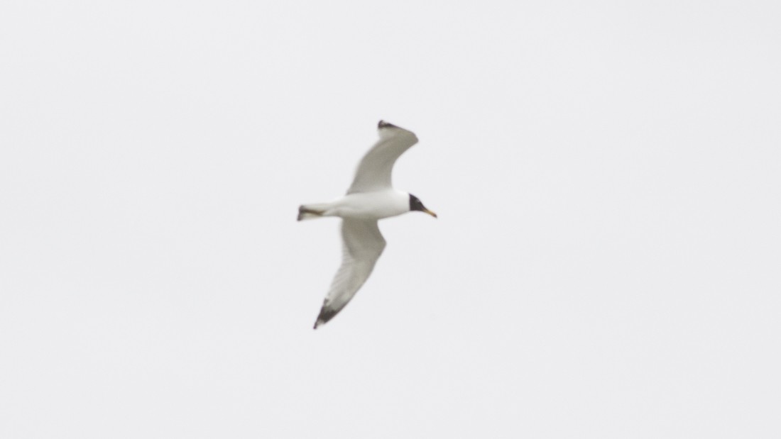 Pallas's Gull - ML436927711