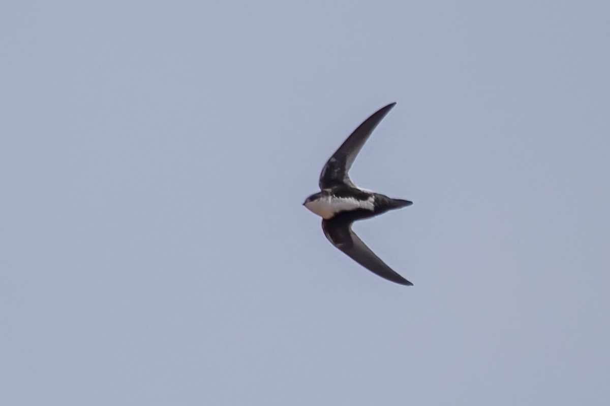 White-throated Swift - ML436927821