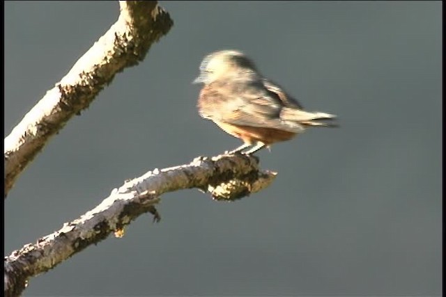 Cliff Flycatcher (Cliff) - ML436928