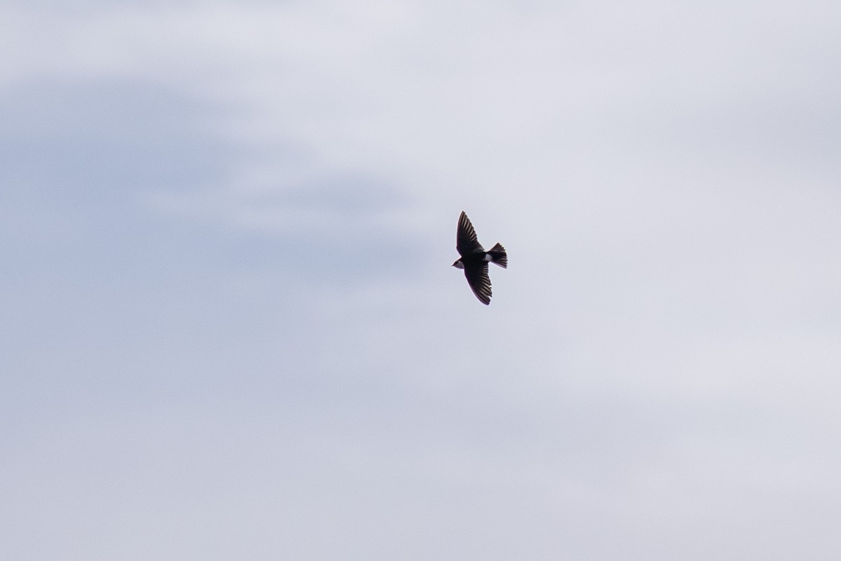 Violet-green Swallow - ML436928711