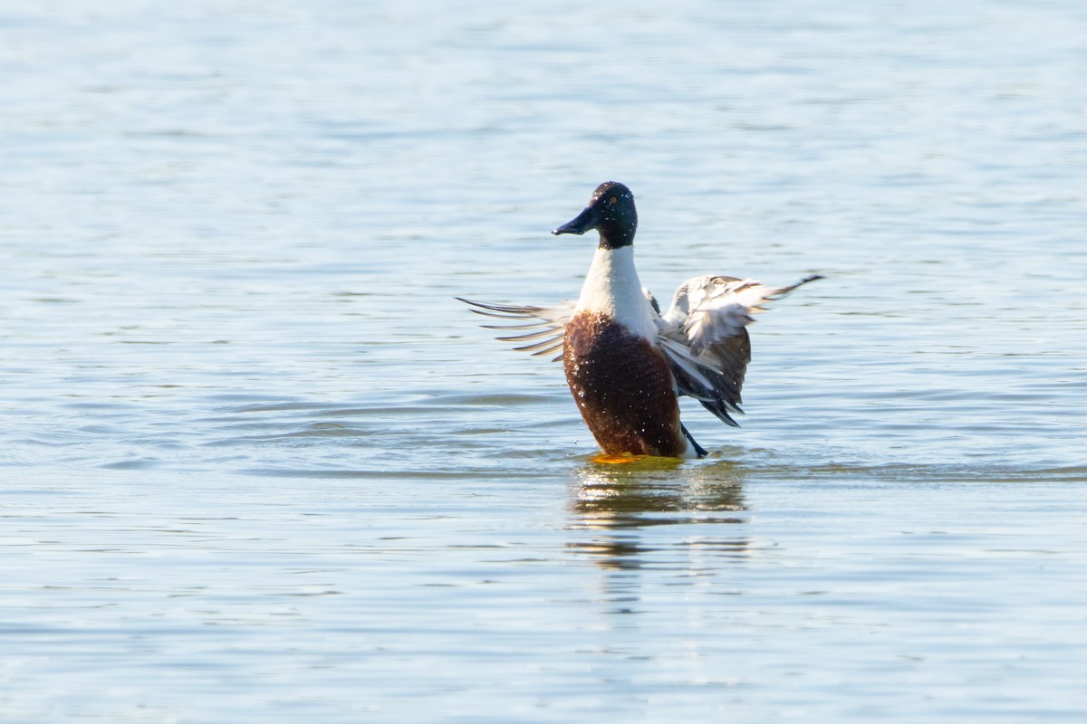 Northern Shoveler - ML436928721
