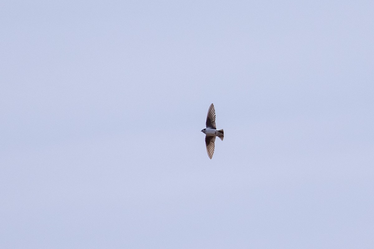 Violet-green Swallow - ML436928731
