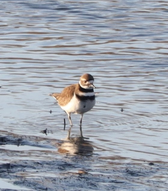 Killdeer - ML436930981