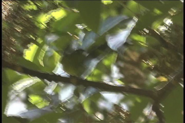 Yellow-bellied Tanager - ML436931