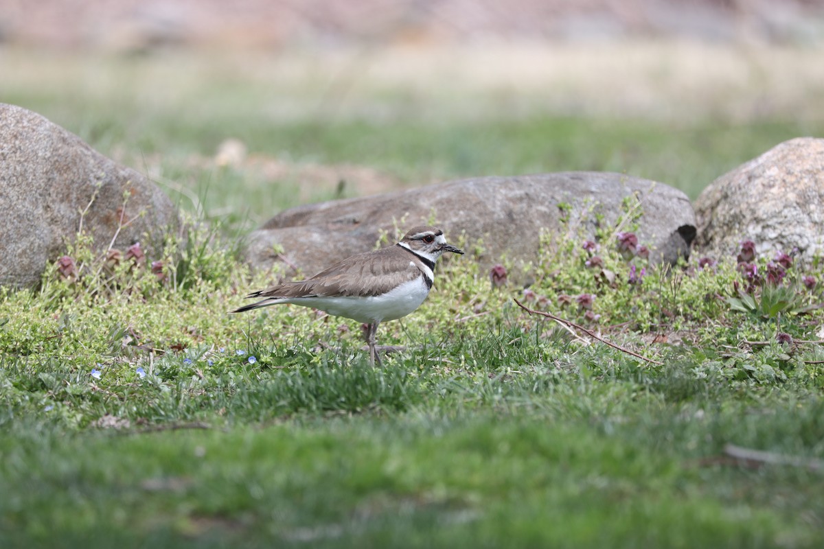 Крикливый зуёк - ML436931341