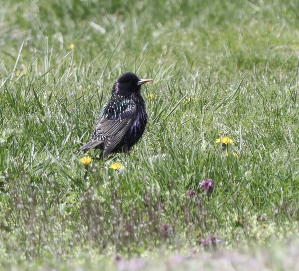 European Starling - ML436931361