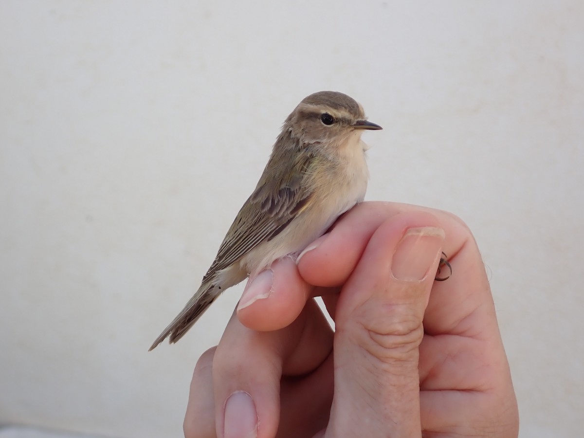 Common Chiffchaff - ML436932321