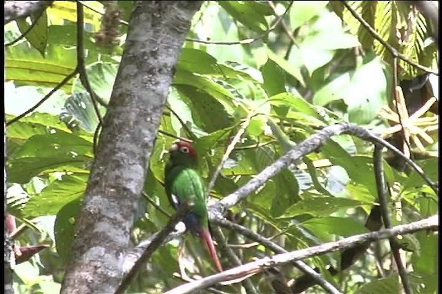 Conure tête-de-feu - ML436933
