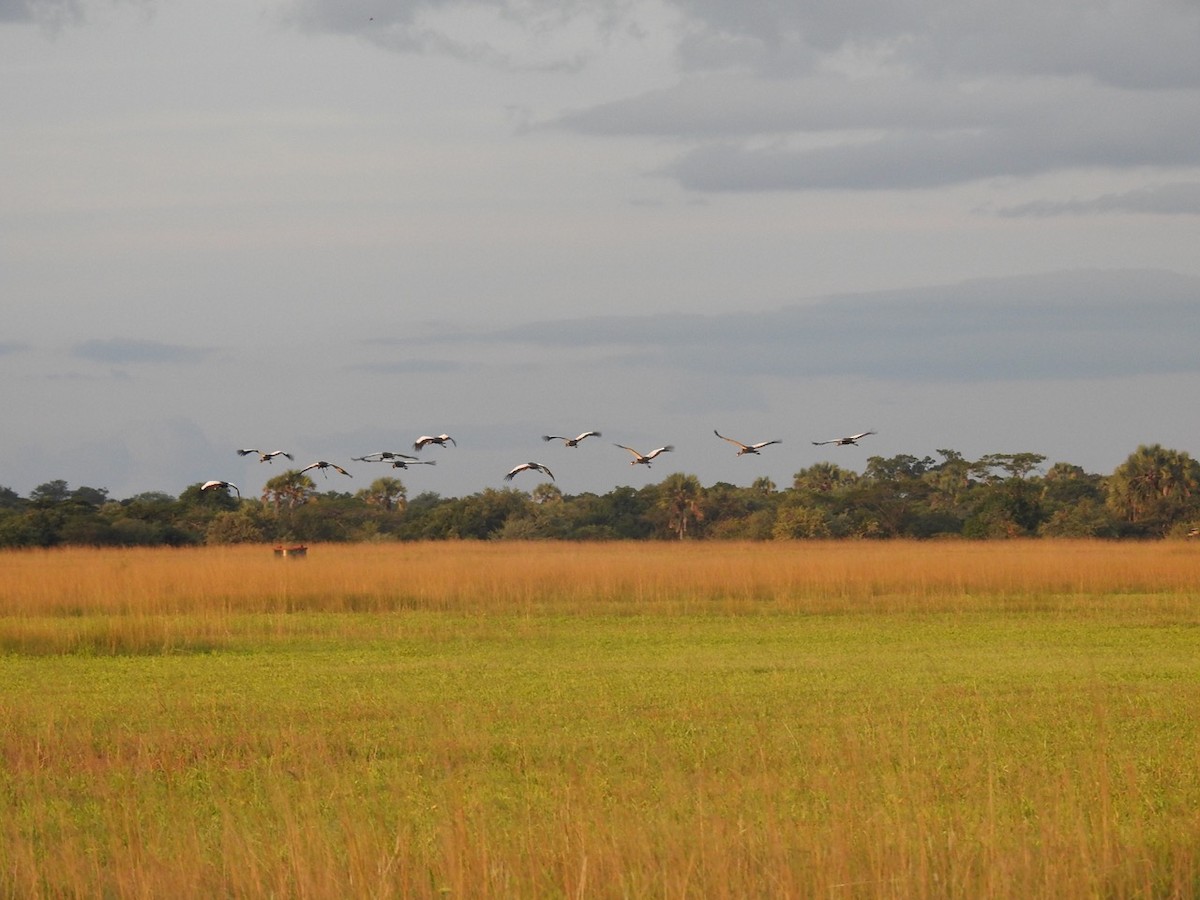 Gray Crowned-Crane - ML436935361