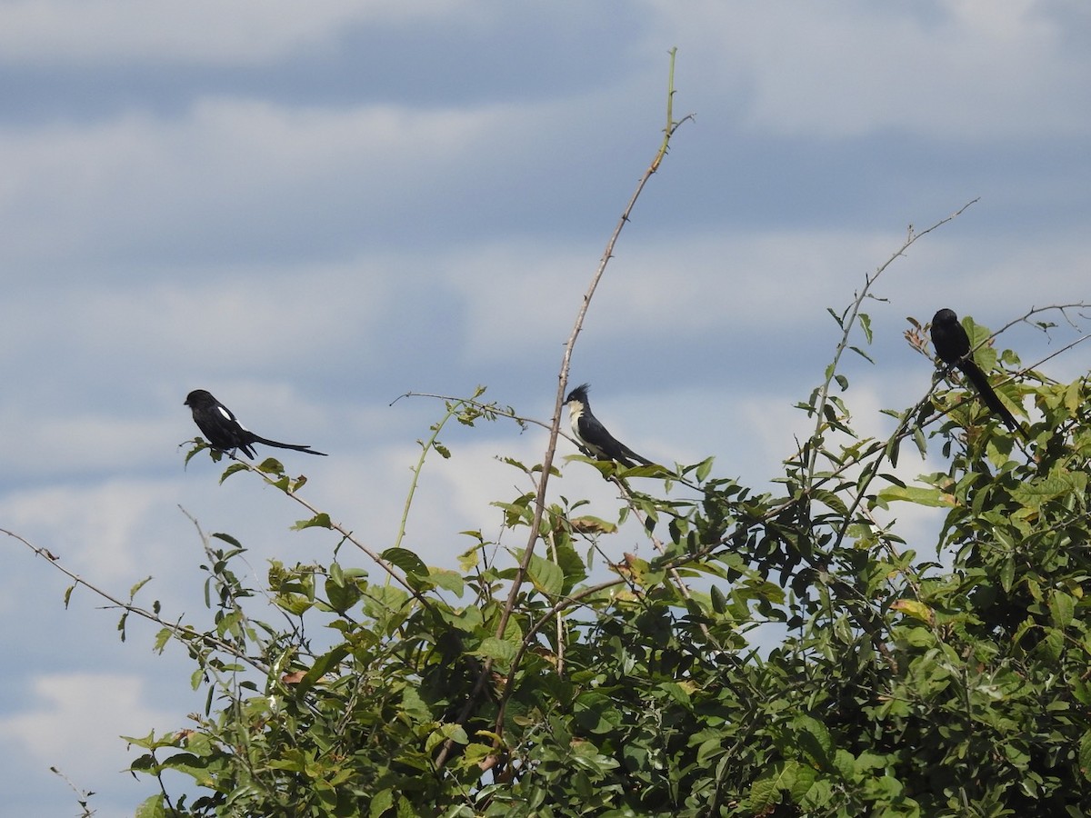 Pied Cuckoo - ML436936121