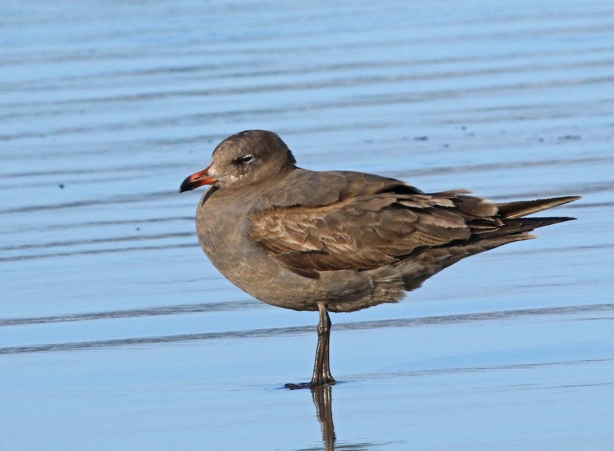 Heermann's Gull - ML436936851