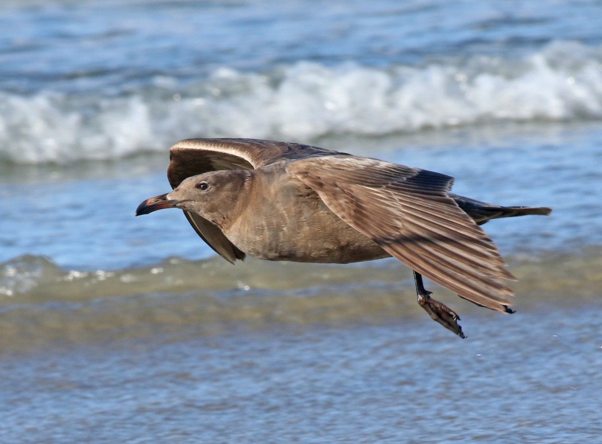 Heermann's Gull - ML436936861