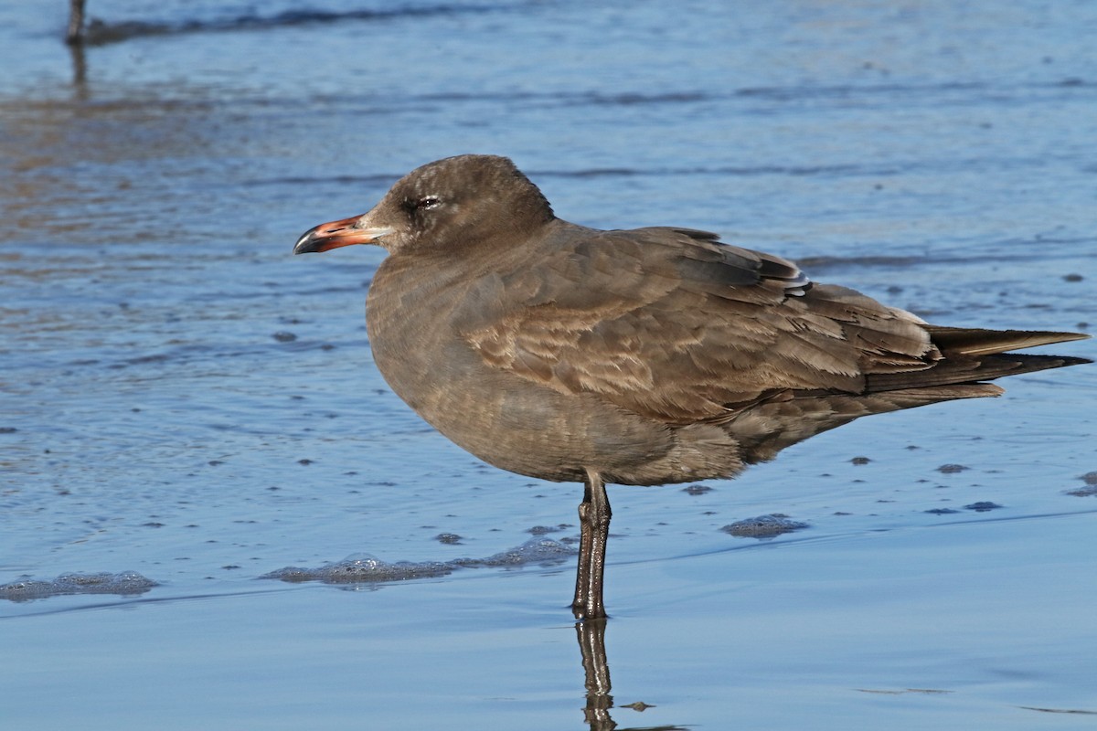 Heermann's Gull - ML436936871