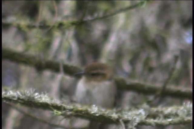 Mountain Wren - ML436938