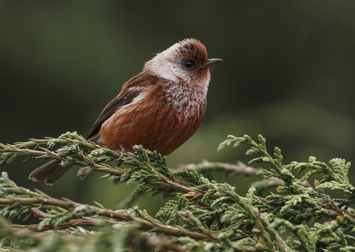 Pink-headed Warbler - Alex Berryman