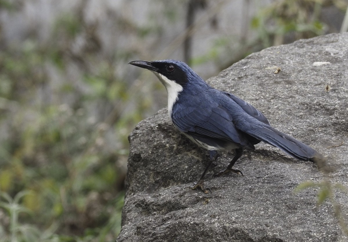 Blue-and-white Mockingbird - ML436938631