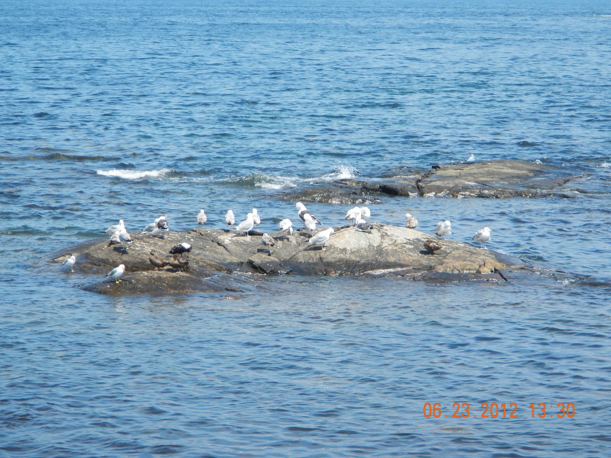 Great Black-backed Gull - ML43693931