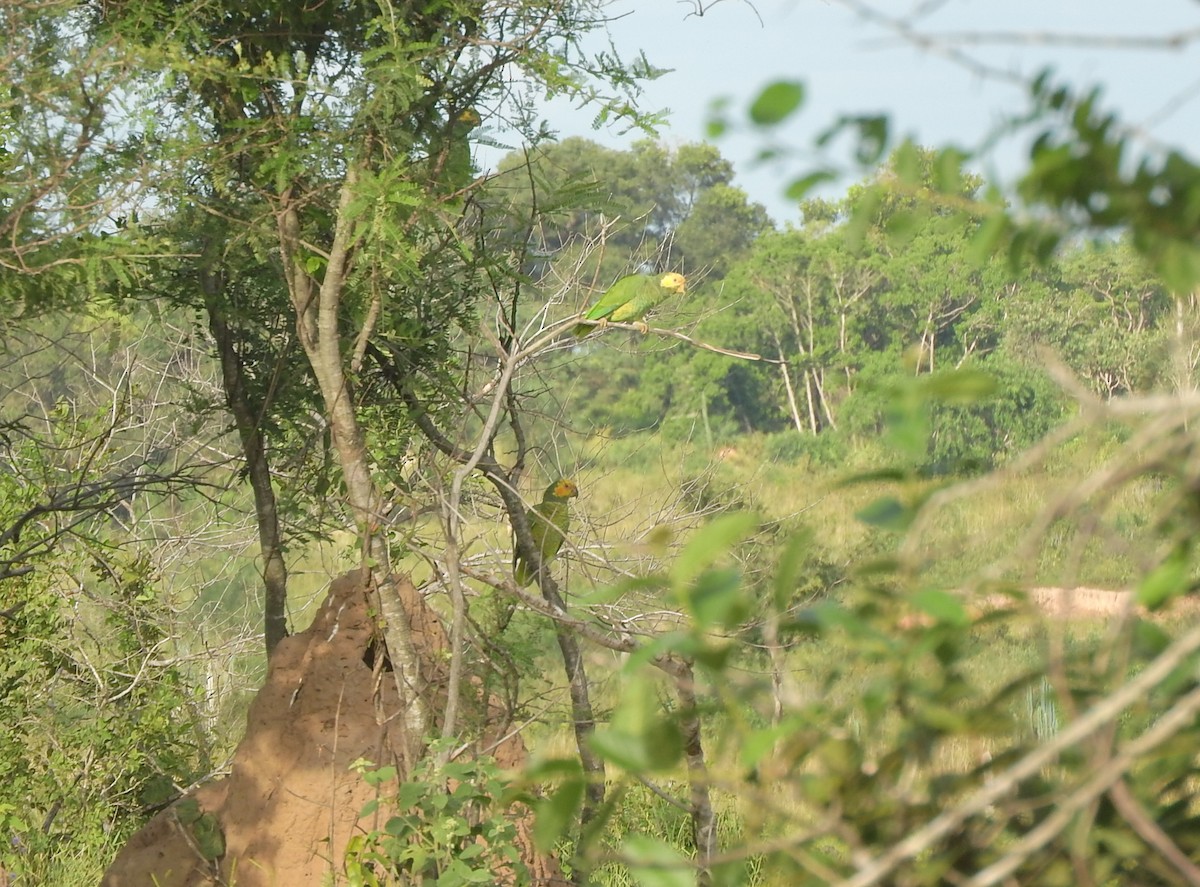 Yellow-faced Parrot - ML436939821