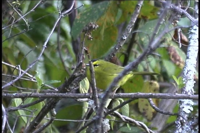 Black-crested Warbler - ML436941