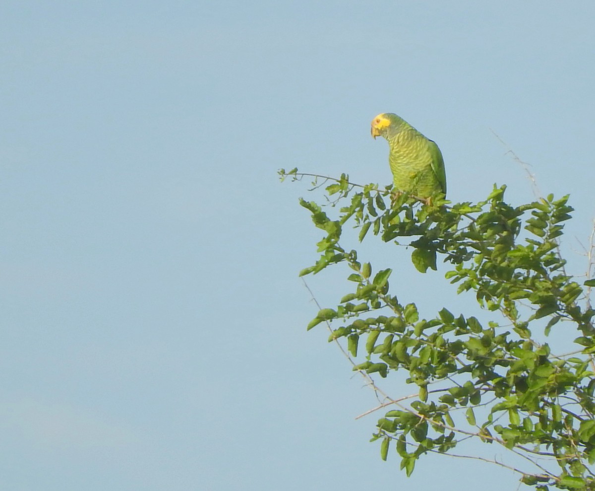 Yellow-faced Parrot - Luis Recalde