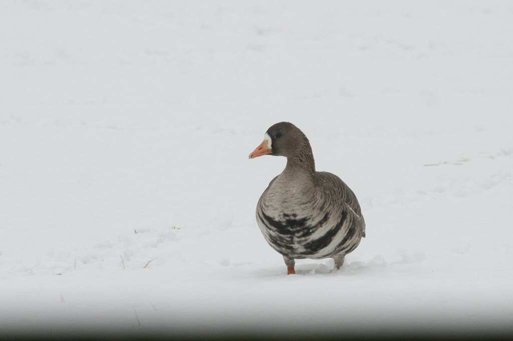 Greater White-fronted Goose - William Hull