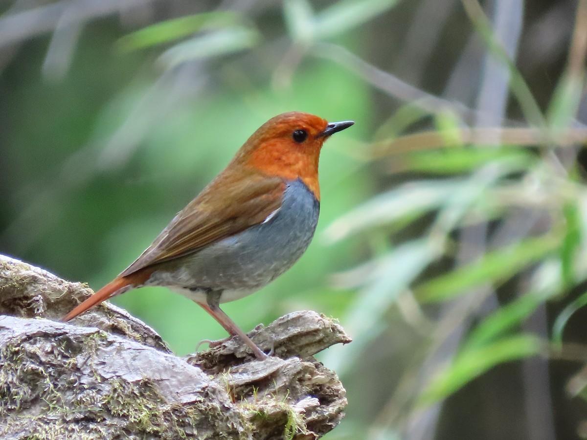 Japanese Robin - Akiko Mingming