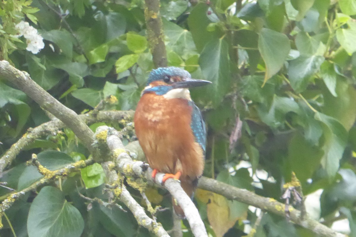 Номин шогшир - ML43694361