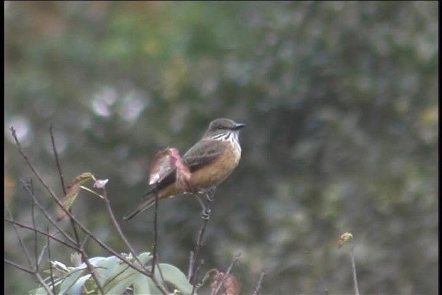 Streak-throated Bush-Tyrant - ML436944