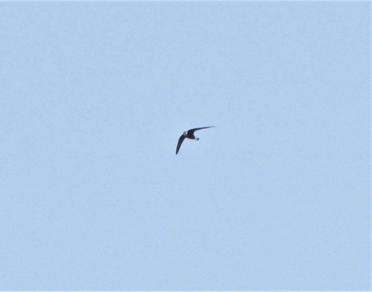 White-throated Needletail - ML436944091