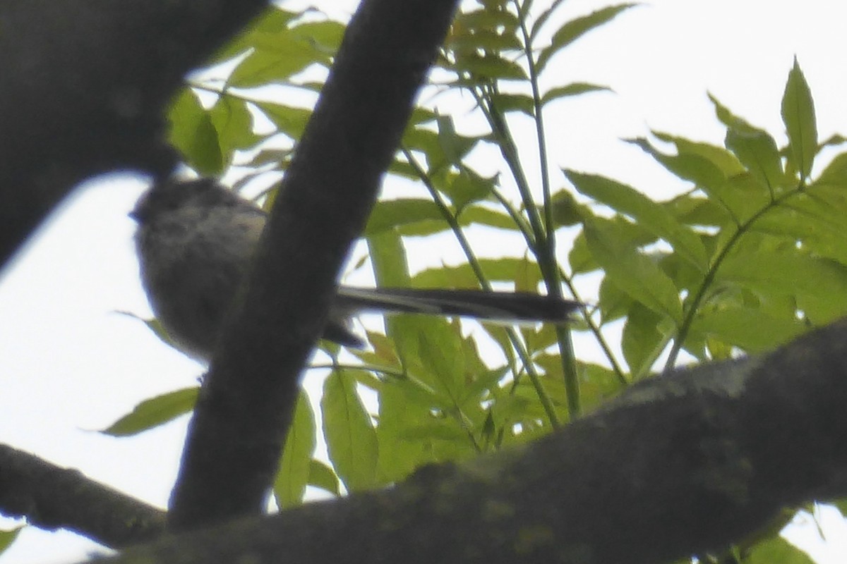 Сүүлт хөх бух - ML43694431