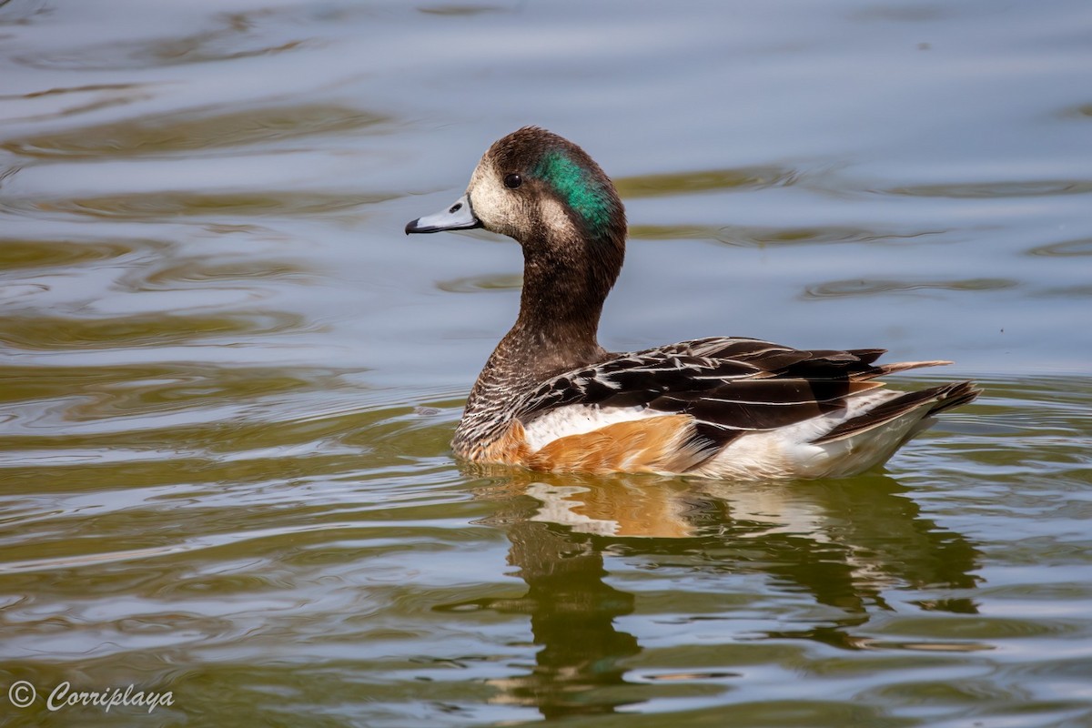 Chiloe Wigeon - Fernando del Valle