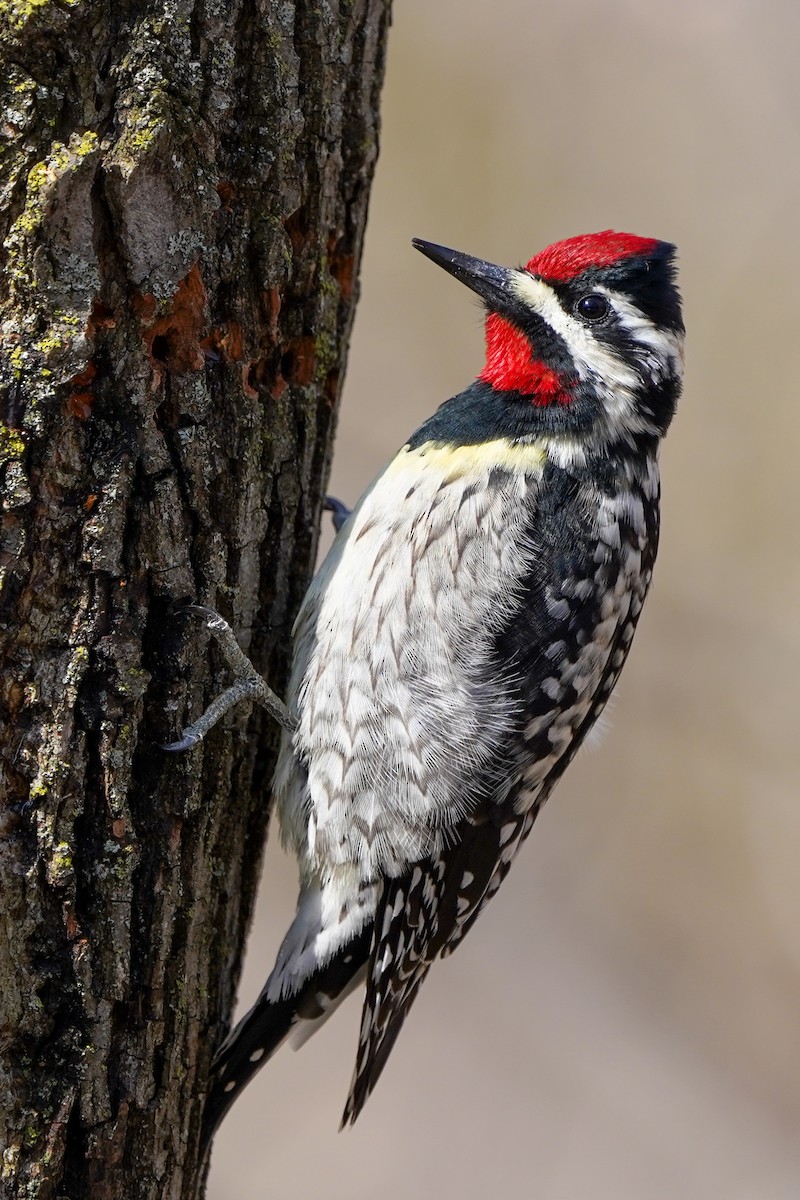 Yellow-bellied Sapsucker - ML436944801