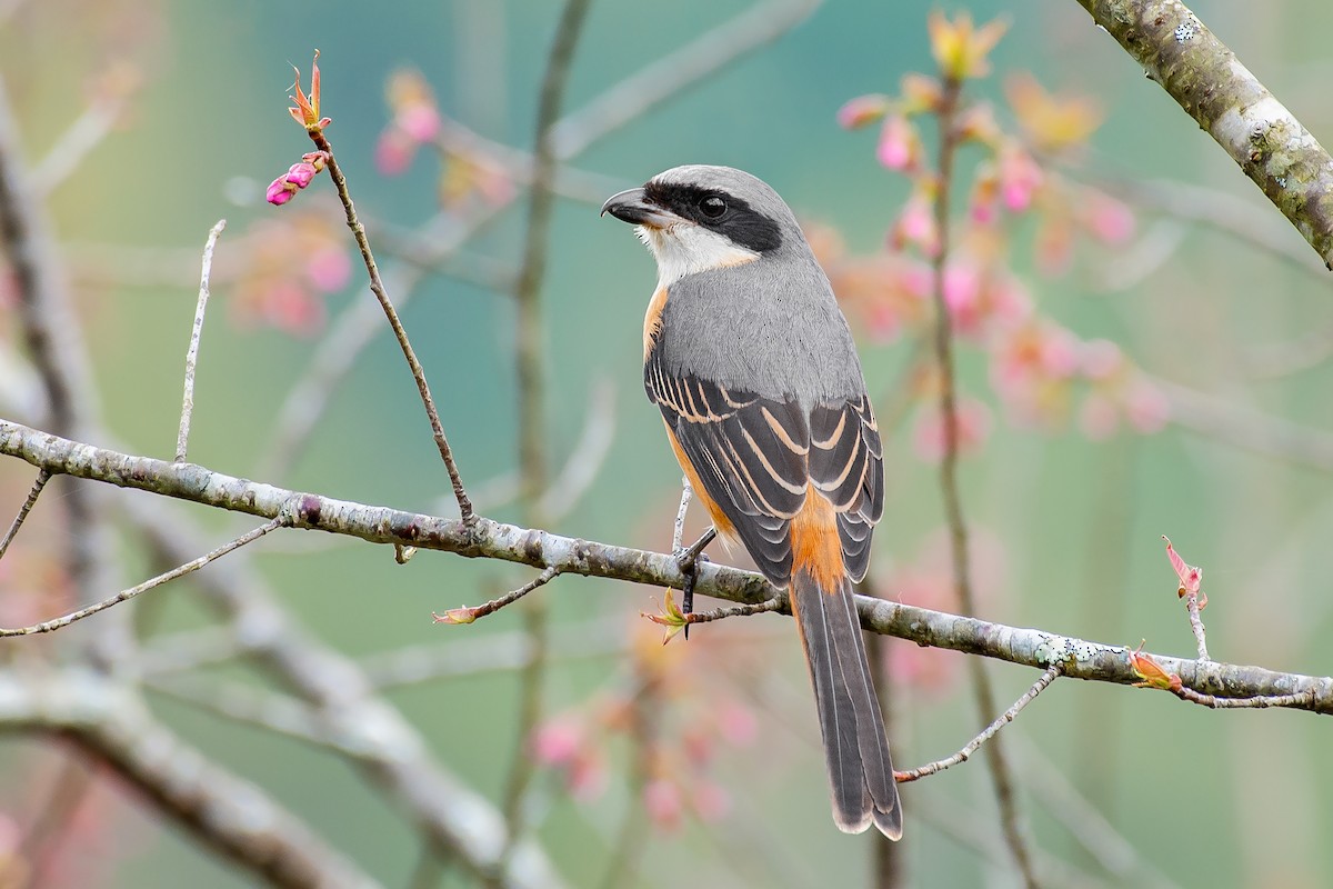 Gray-backed Shrike - ML436944941
