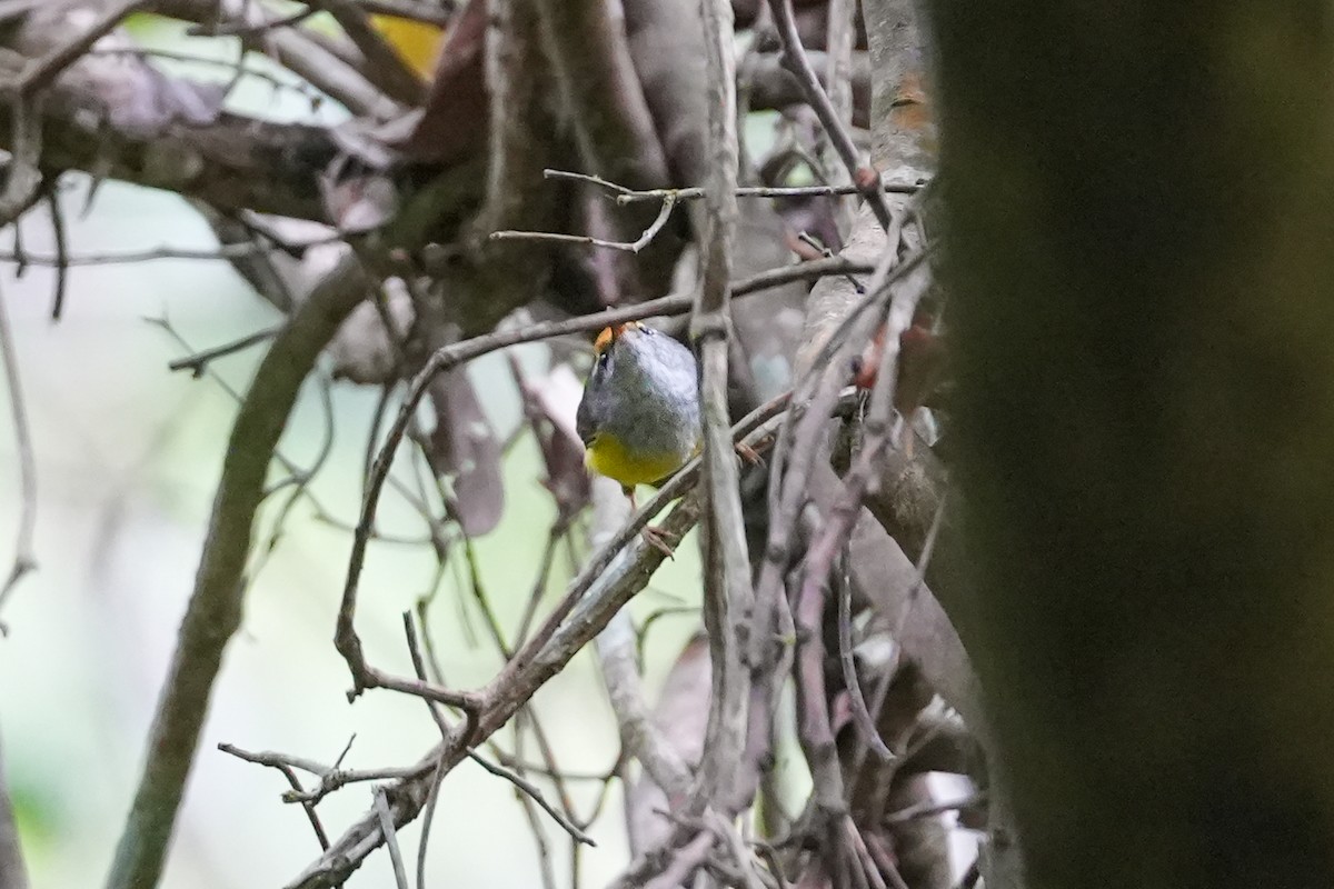 Mountain Tailorbird - Brian Kwok