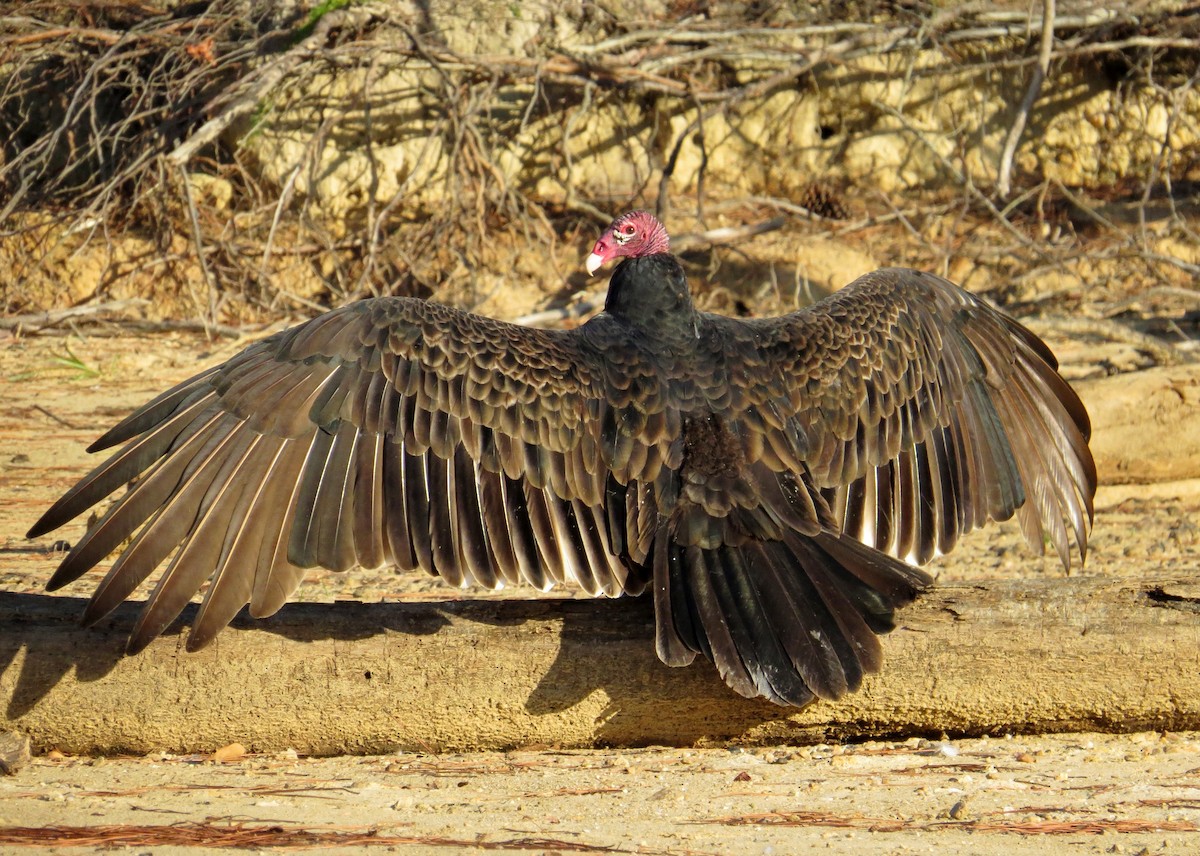 Turkey Vulture - ML43694531