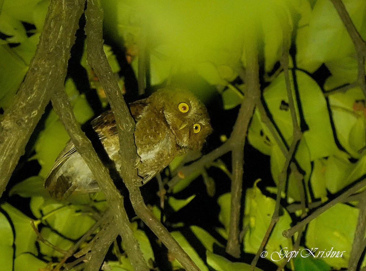 Mountain Scops-Owl - ML436945951