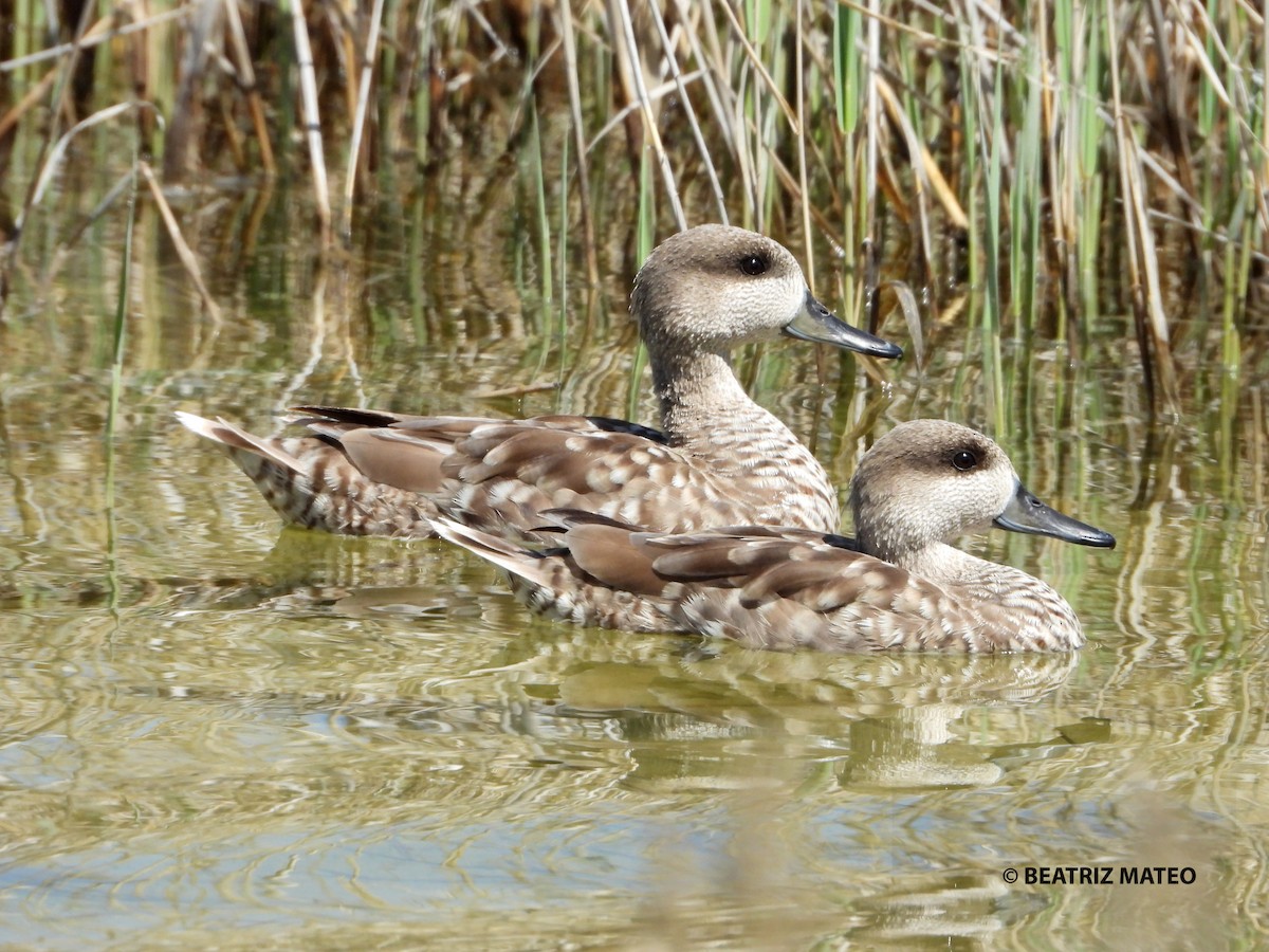 Marbled Duck - ML436946361