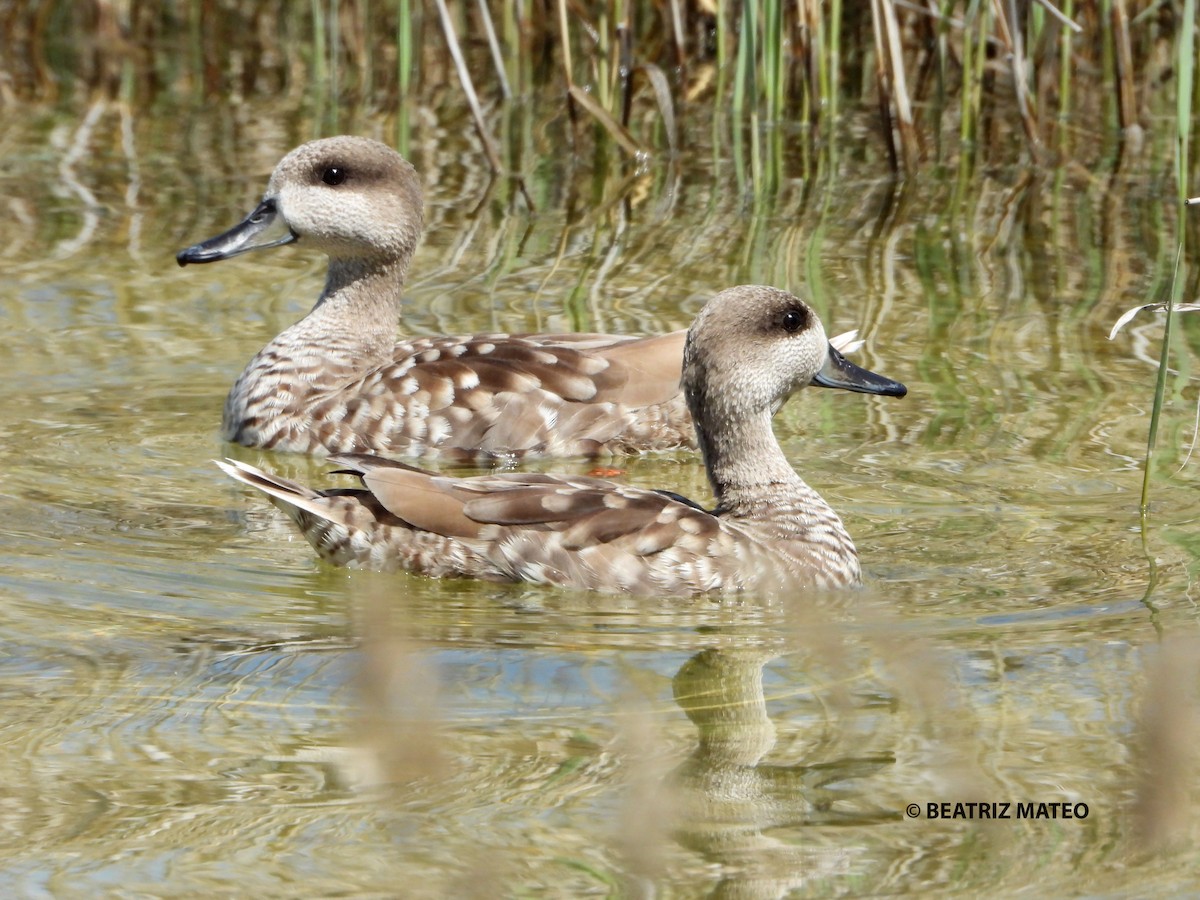 Marbled Duck - ML436946441