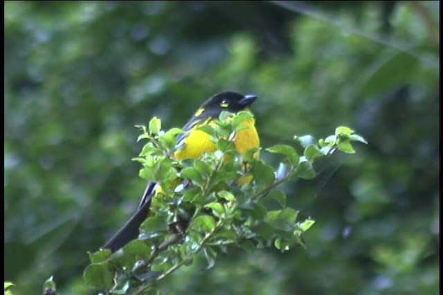 Lacrimose Mountain Tanager (melanops) - ML436949