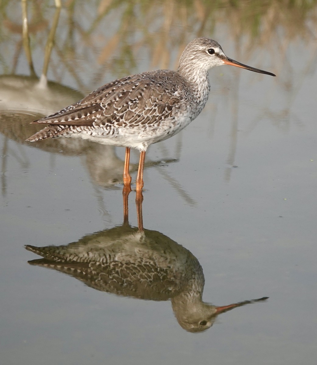Spotted Redshank - ML436950541