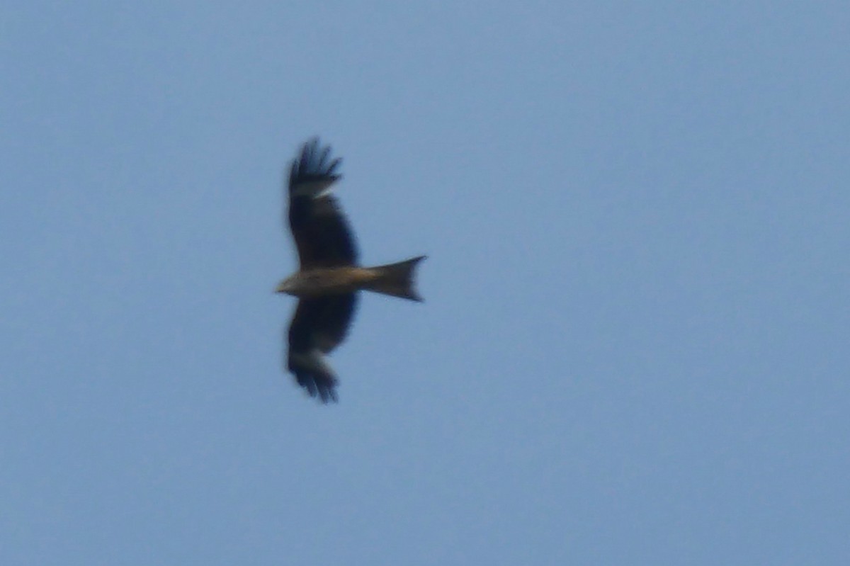 Red Kite - ML43695521