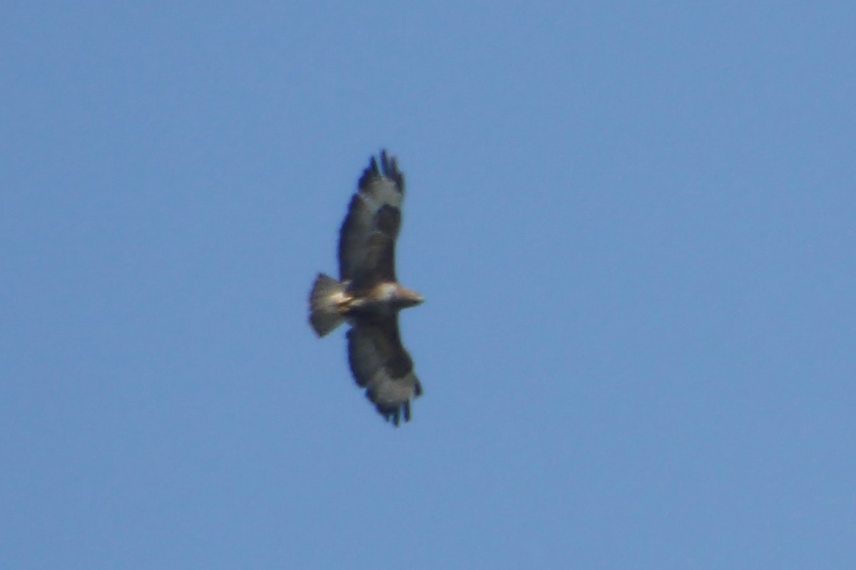 Common Buzzard - ML43695541