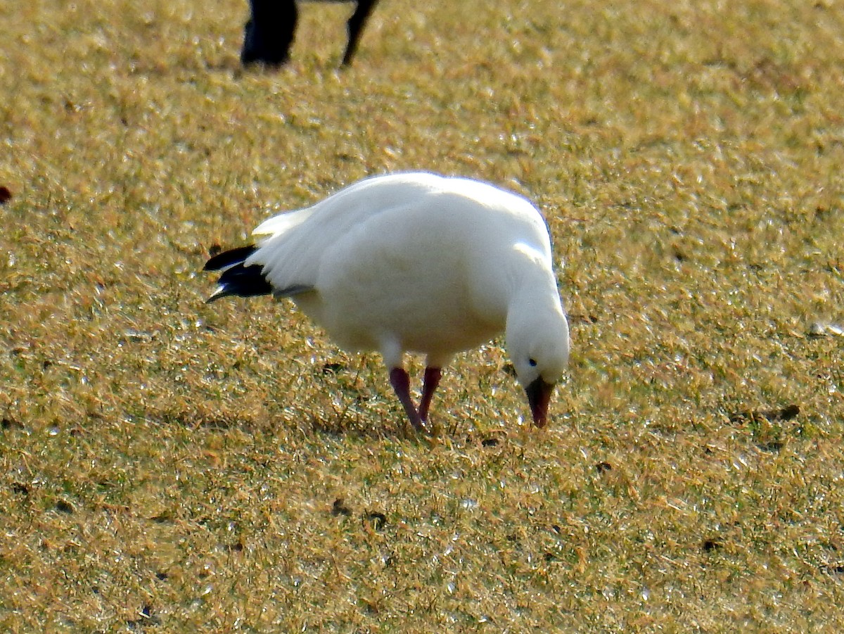 Ross's Goose - ML43695561