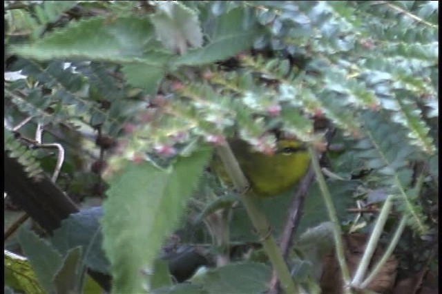 Black-crested Warbler - ML436956