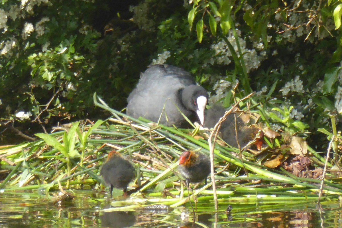 Eurasian Coot - ML43695601