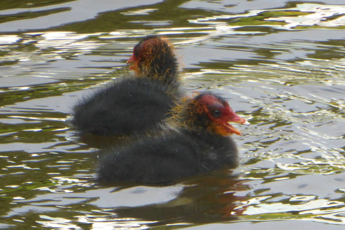 Eurasian Coot - ML43695641