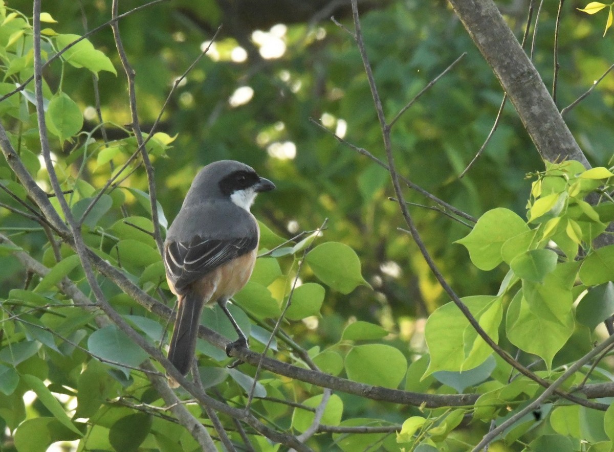 Gray-backed Shrike - ML436956711